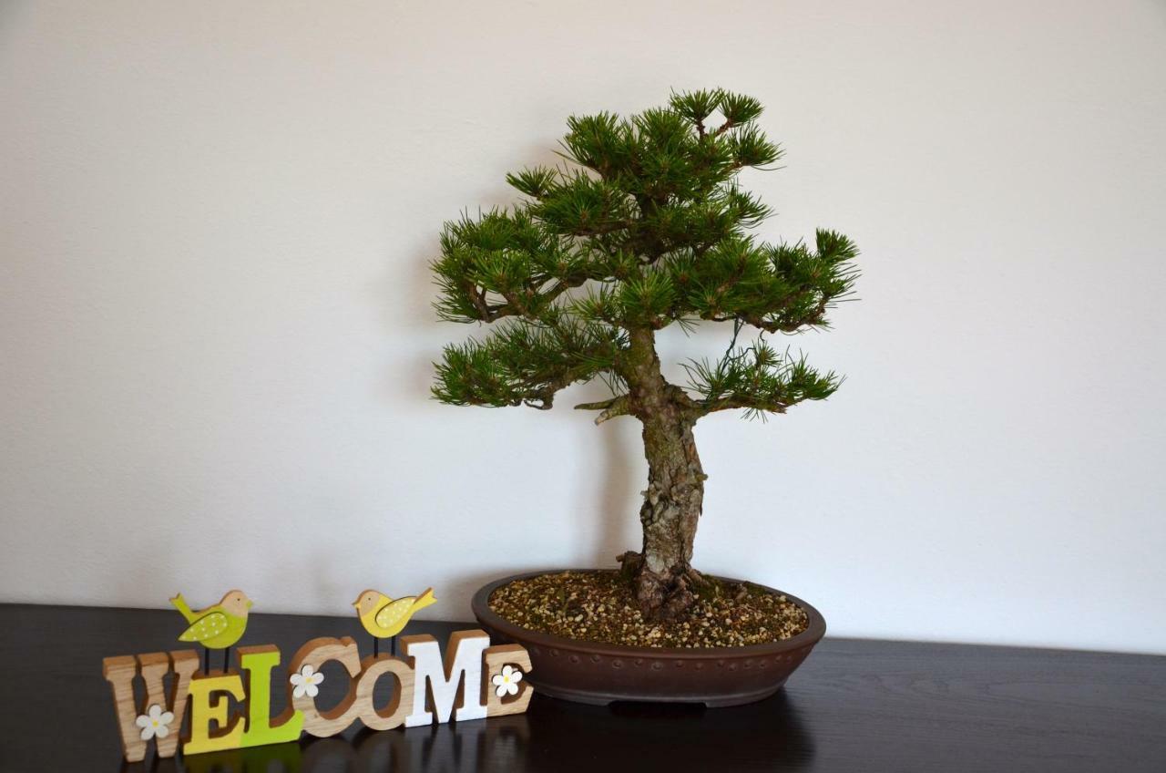 Bonsai House Apartment Portoroz Luaran gambar